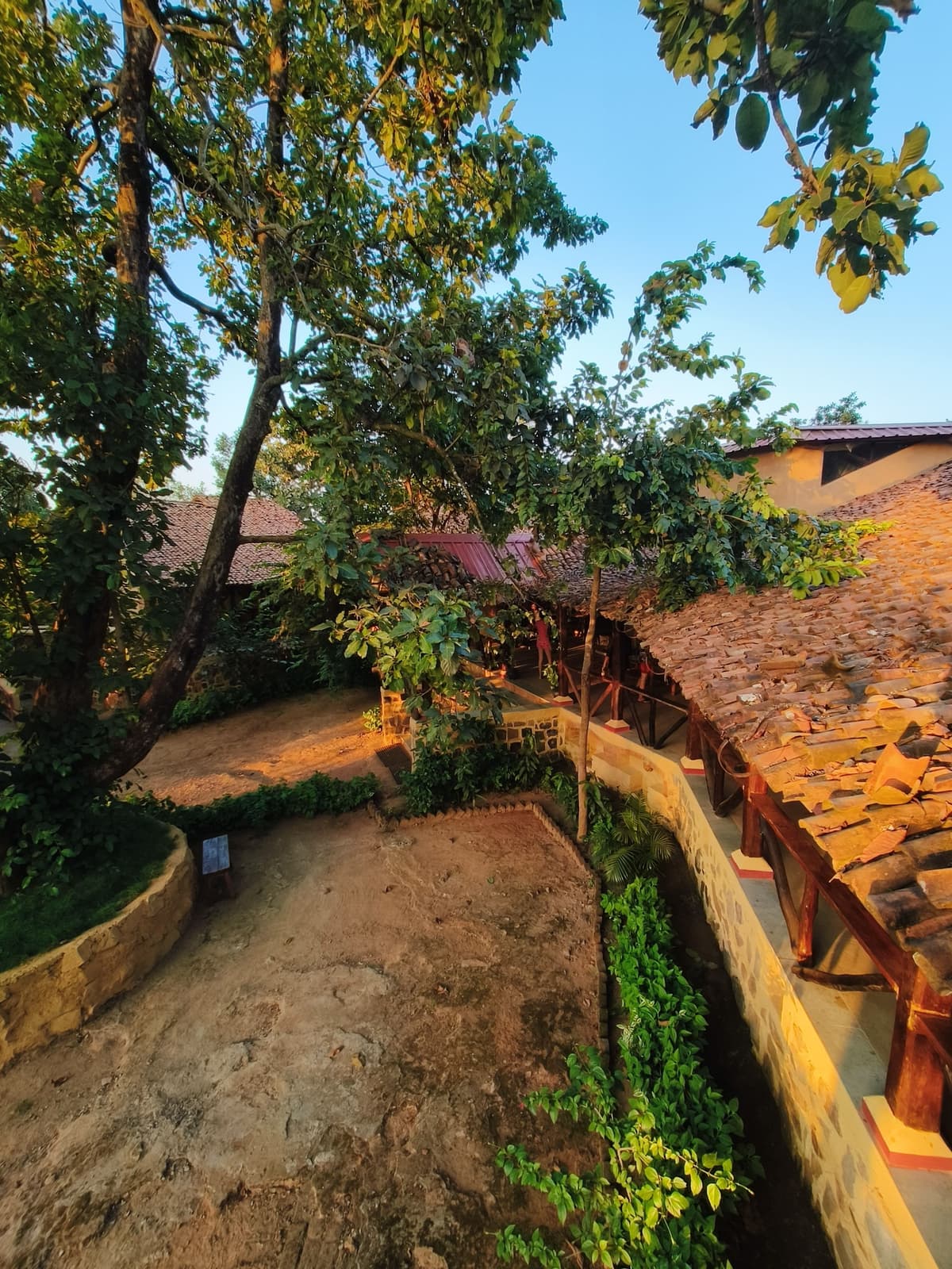 A dense grove of Sal trees